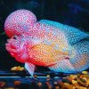 Flower Horn